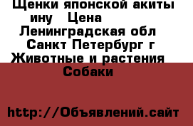 Щенки японской акиты ину › Цена ­ 50 000 - Ленинградская обл., Санкт-Петербург г. Животные и растения » Собаки   